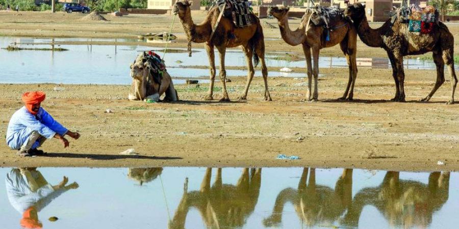 صورة وتعليق.. لوحة في الصحراء - ترند نيوز