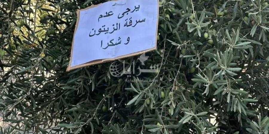 "لصوص الزيتون" ينغصون فرحة مزارعين بخيرات الموسم في إربد - ترند نيوز