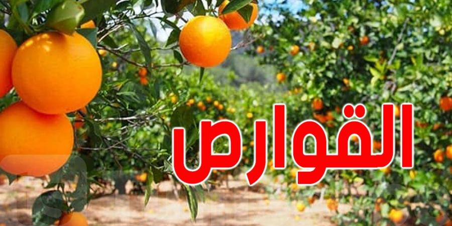 توقّعات بتراجع إنتاج القوارص بنابل مقارنة بالموسم الفارط - ترند نيوز