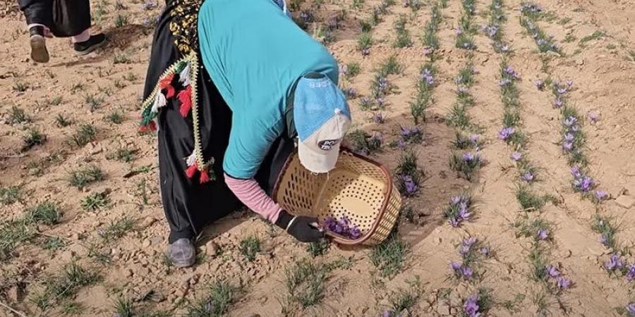 جني الزعفران في تاليوين - ترند نيوز