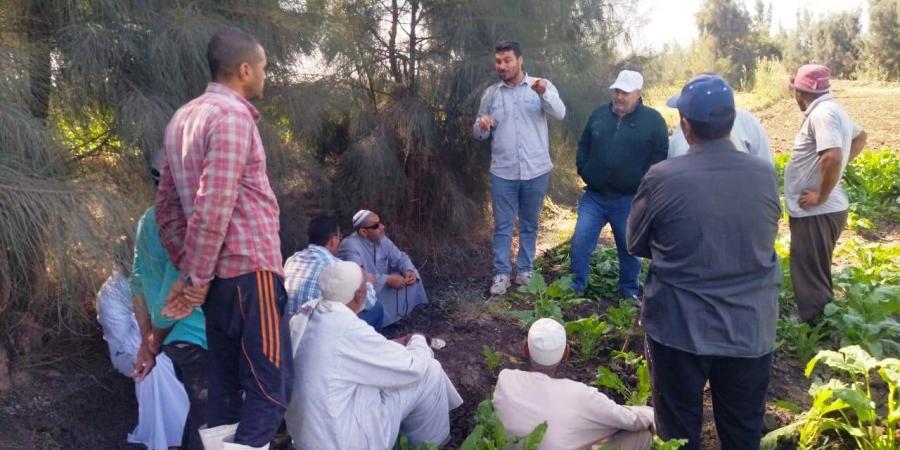 زراعة 35 ألف فدان بمحصول بنجر السكر في البحيرة.. صور - ترند نيوز