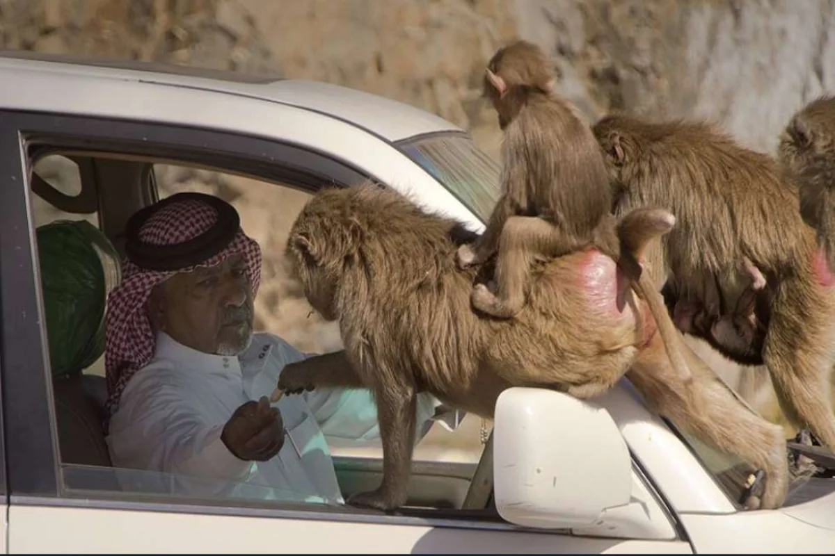 عقوبات رادعة وصارمة لصاحب مقطع تعذيب قرود البابون بالسعودية