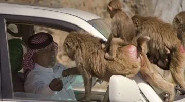 عقوبات رادعة وصارمة لصاحب مقطع تعذيب قرود البابون بالسعودية