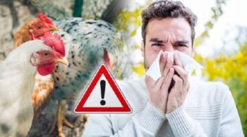 بعد أول وفاة بإنفلونزا الطيور بأمريكا.. كل ما تريد معرفته عن فيروس H5 N1 المميت